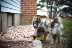 オーストラリアン・シェパード