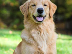 ゴールデン・レトリバー