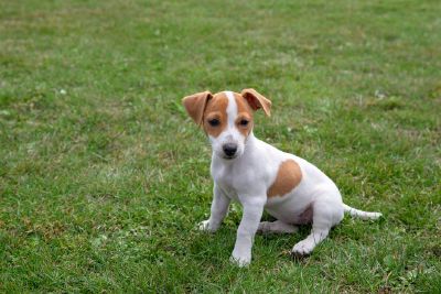 ジャック・ラッセル・テリア