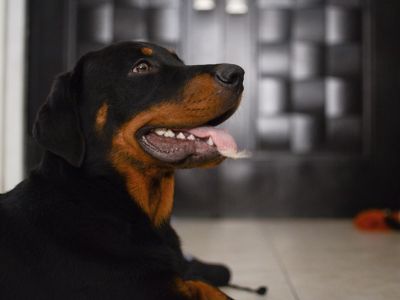 ロットワイラー