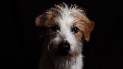 ワイヤー・フォックス・テリア