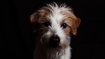 ワイヤー・フォックス・テリア